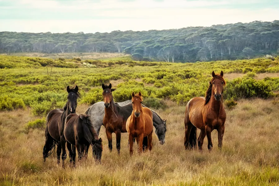 Chevaux sauvages dans le pré — puzzle de 200 pièces