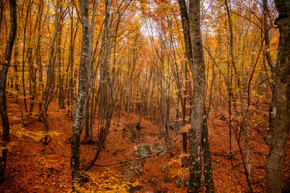 Golden Autumn Forest — 500-piece jigsaw puzzle