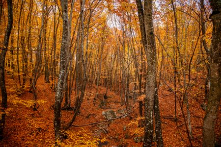 Golden Autumn Forest — 500-piece jigsaw puzzle