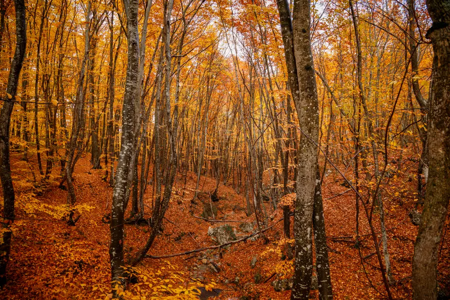 Golden Autumn Forest — 500-piece jigsaw puzzle