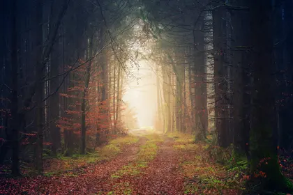 Misty Forest Pathway — 400-piece jigsaw puzzle