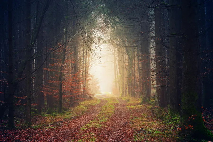 Misty Forest Pathway — 400-piece jigsaw puzzle
