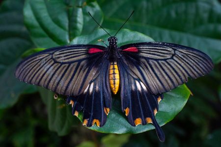 Vibrant Butterfly Wings — 200-piece jigsaw puzzle