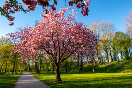 Blossoming Cherry Tree — 150-piece jigsaw puzzle