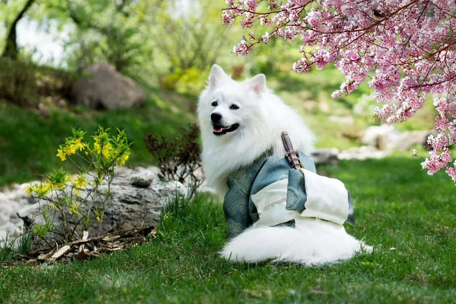 Cane samurai in primavera — puzzle da 150 pezzi