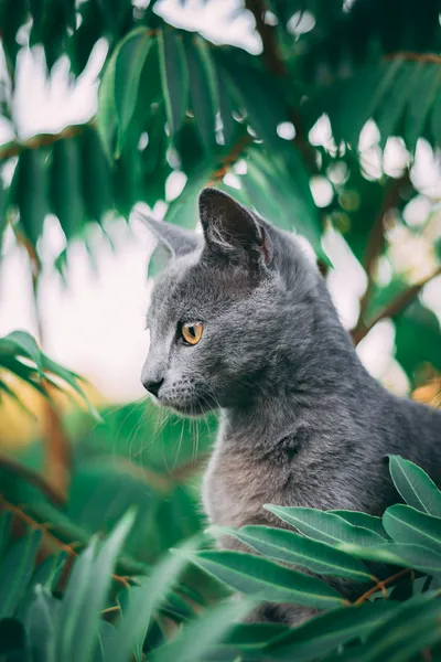 Elegant katt bland löv — pussel med 100 bitar