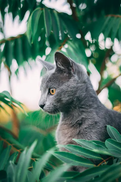 Elegant Feline Amidst Leaves — 100-piece jigsaw puzzle