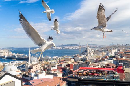 Seagulls Over Istanbul — 300-piece jigsaw puzzle
