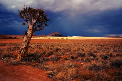 Lonely Desert Tree — 300-piece jigsaw puzzle