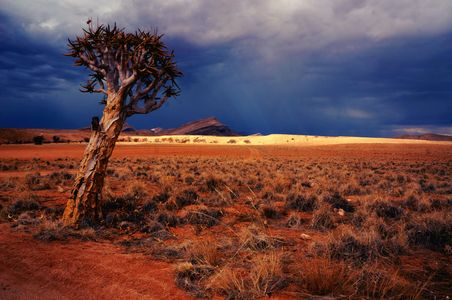 Lonely Desert Tree — 300-piece jigsaw puzzle