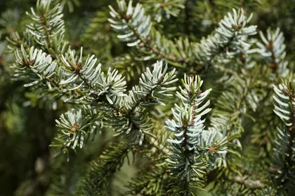 Pine Needle Close-Up — 300-piece jigsaw puzzle