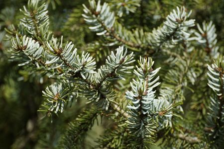 Pine Needle Close-Up — 300-piece jigsaw puzzle