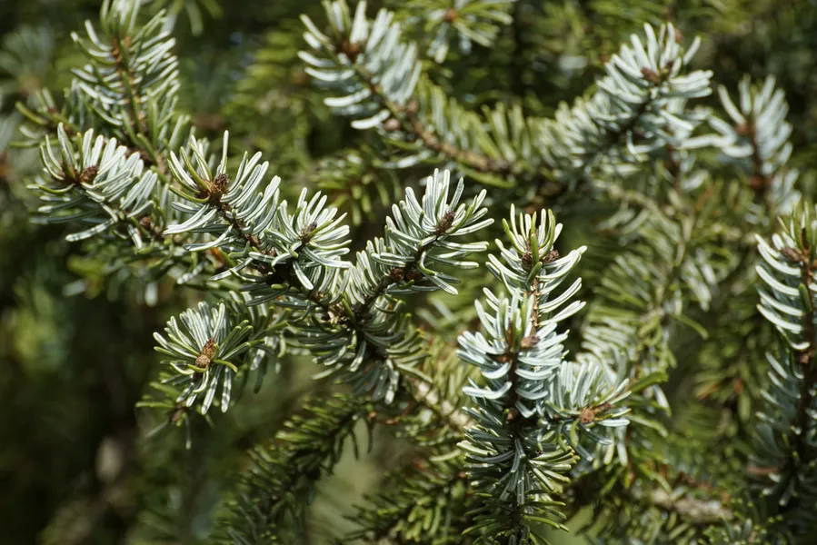 Pine Needle Close-Up — 300-piece jigsaw puzzle