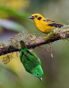 Colorful Bird Companions — 150-piece jigsaw puzzle