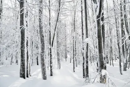Snowy Winter Forest — 300-piece jigsaw puzzle