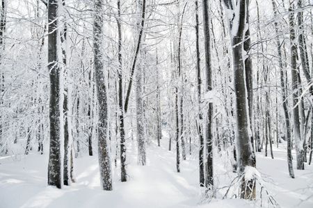 Snowy Winter Forest — 300-piece jigsaw puzzle