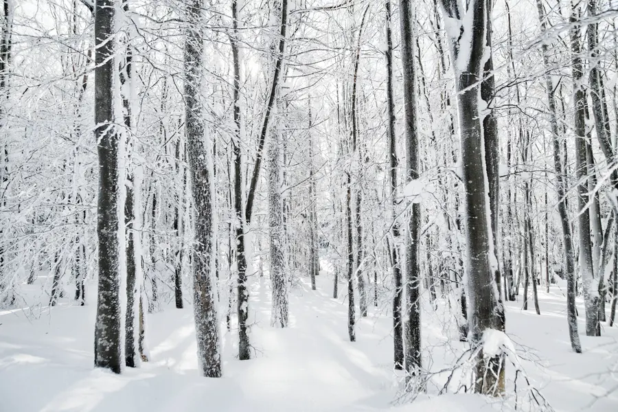 Snowy Winter Forest — 300-piece jigsaw puzzle