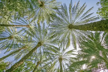 Palm Canopy View — 150-piece jigsaw puzzle
