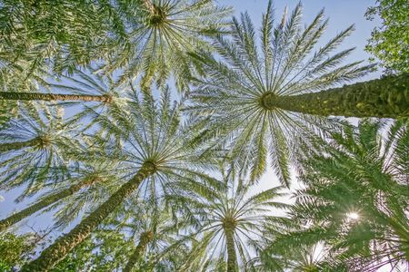 Palm Canopy View — 150-piece jigsaw puzzle