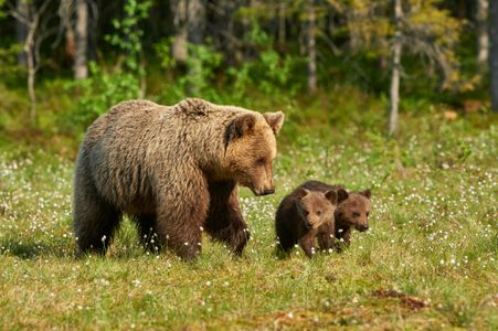 Family of Bears — 300-piece jigsaw puzzle
