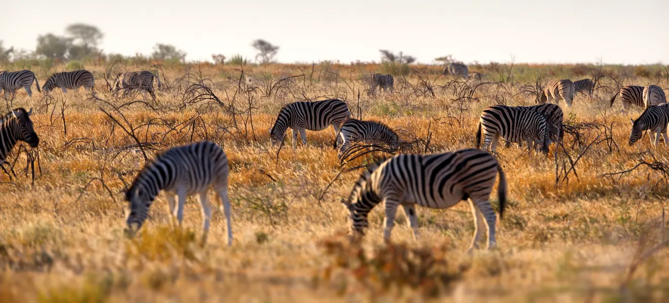 Zebras in the Savannah — 150-piece jigsaw puzzle