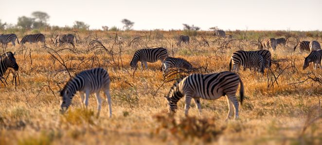 Zebras in the Savannah — 150-piece jigsaw puzzle