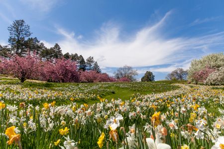 Blooming Spring Meadow — 64-piece jigsaw puzzle