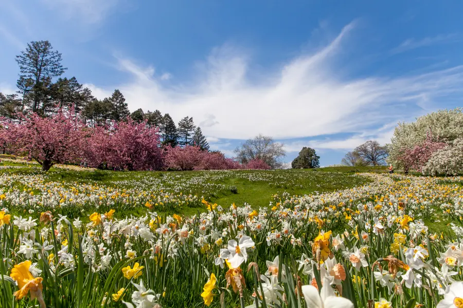 Blooming Spring Meadow — 64-piece jigsaw puzzle