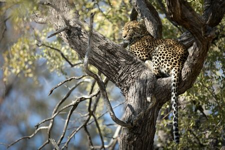 Leopard in Tree — 300-piece jigsaw puzzle