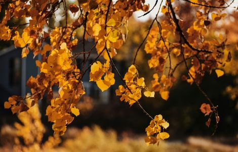 Foglie dorate d'autunno — puzzle da 400 pezzi