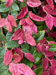 Raindrop Adorned Foliage — 200-piece jigsaw puzzle