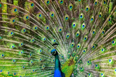 Majestic Peacock Display — 100-piece jigsaw puzzle
