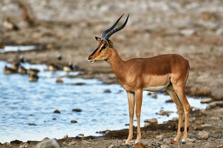 Elegant Antelope by Water — 100-piece jigsaw puzzle