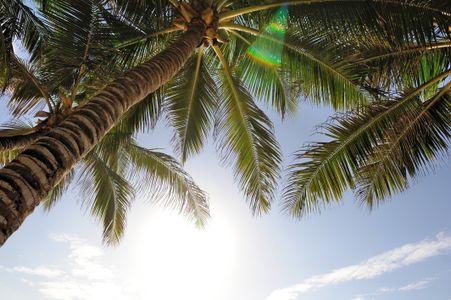Tropical Palm View — 200-piece jigsaw puzzle