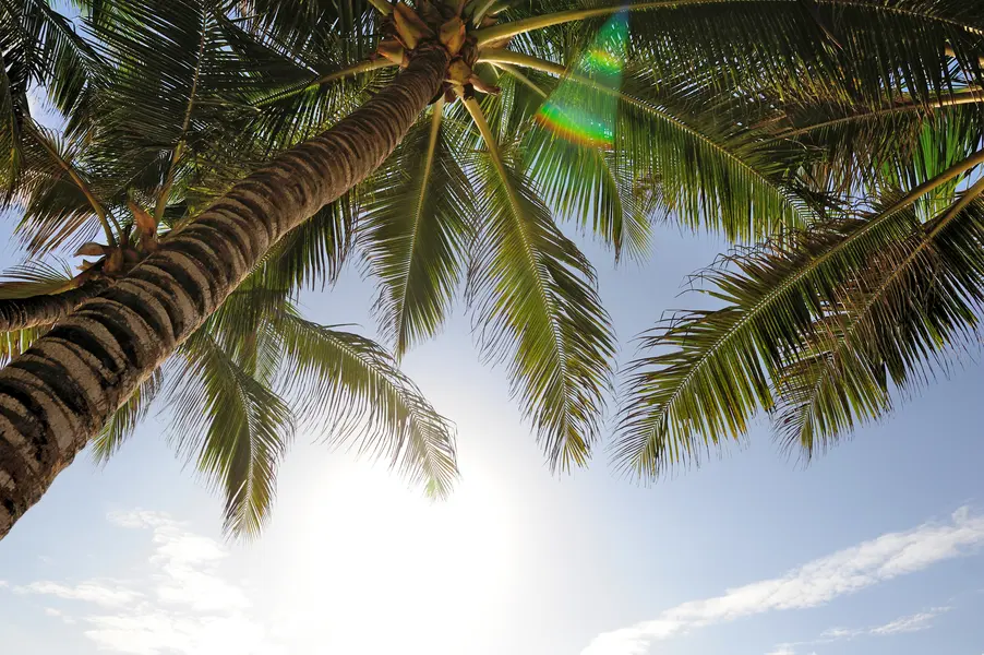 Tropical Palm View — 200-piece jigsaw puzzle