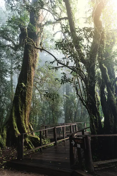 Misty Forest Pathway — 400-piece jigsaw puzzle