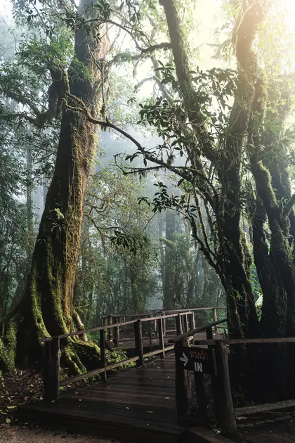 Misty Forest Pathway — 400-piece jigsaw puzzle