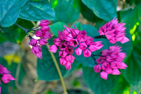 Vibrant Magenta Blooms — 200-piece jigsaw puzzle