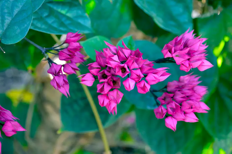 Vibrant Magenta Blooms — 200-piece jigsaw puzzle