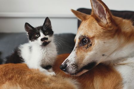 Unlikely Friends — 400-piece jigsaw puzzle