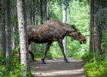 Moose in the Forest — 500-piece jigsaw puzzle