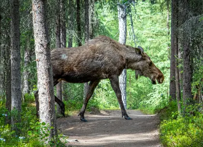 Moose in the Forest — 500-piece jigsaw puzzle