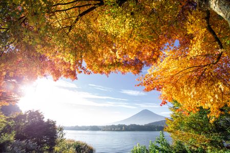 Autumn Canopy View — 100-piece jigsaw puzzle