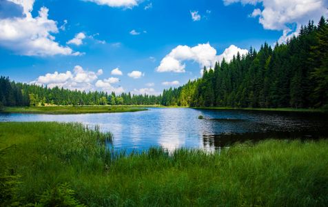 Serene Forest Lake — 300-piece jigsaw puzzle