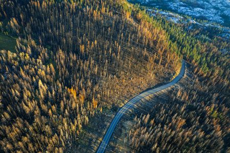 Road Through Burnt Forest — 300-piece jigsaw puzzle