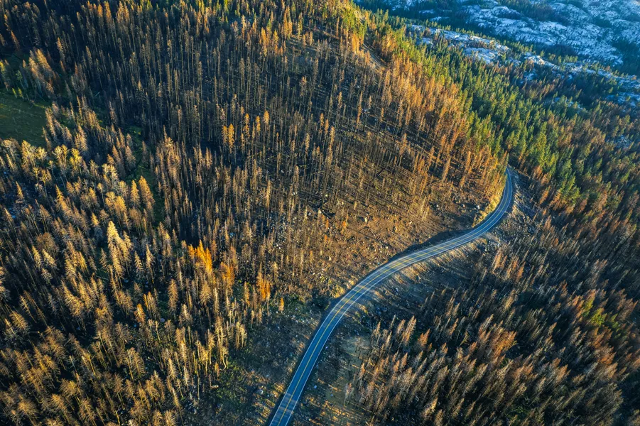 Road Through Burnt Forest — 300-piece jigsaw puzzle