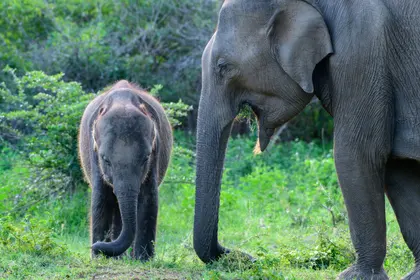 Elephants in Harmony — 400-piece jigsaw puzzle