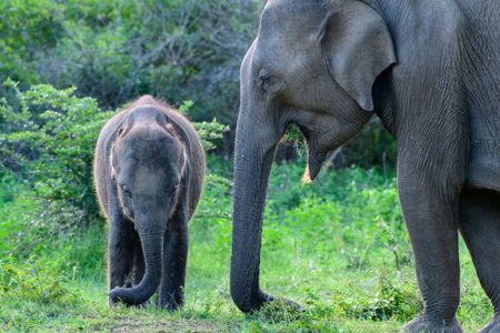 Elephants in Harmony — 400-piece jigsaw puzzle