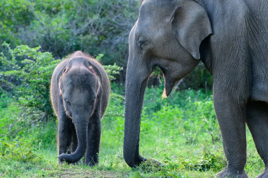 Elephants in Harmony — 400-piece jigsaw puzzle