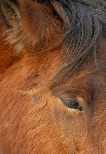 Gentle Horse Close-Up — 300-piece jigsaw puzzle